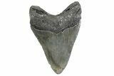 Serrated, Fossil Megalodon Tooth - North Carolina #384107-2